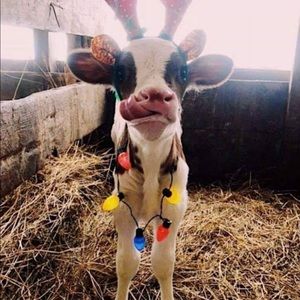 Meet your Posher, Joanie